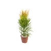 CACTUS EUPHORBIA TIRUCALLI PALITO DE FOGO P30