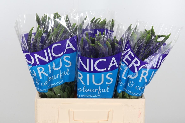 <h4>Veron Smart Navy</h4>