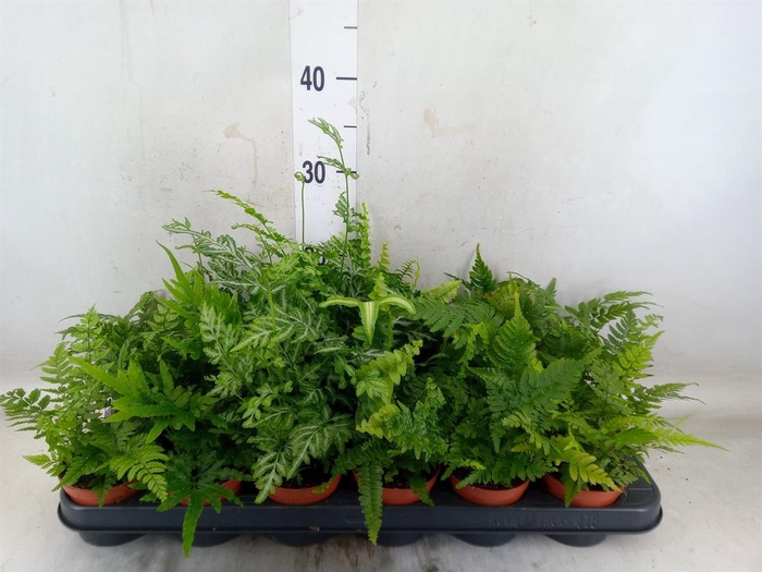 <h4>Ferns   ...mix</h4>