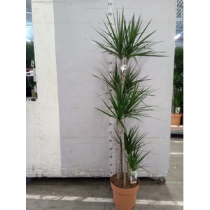 Dracaena marg.