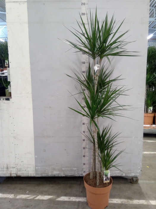 <h4>Dracaena marg.</h4>
