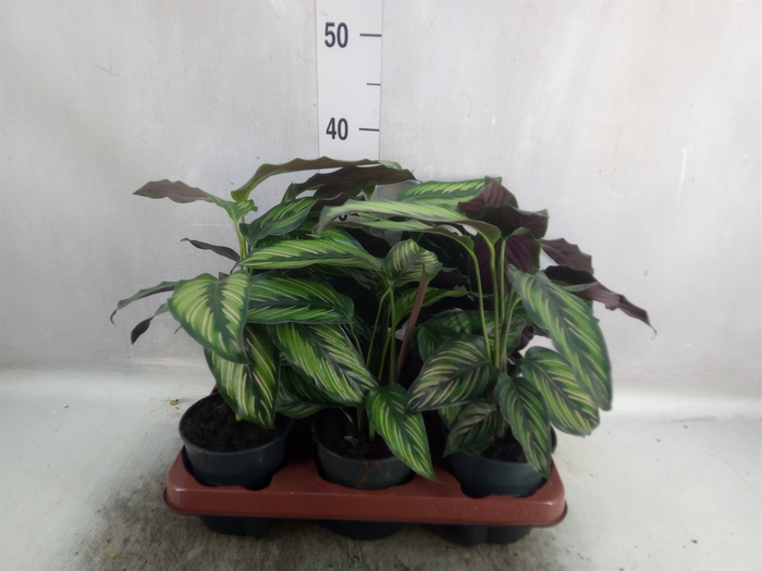 Calathea   ...