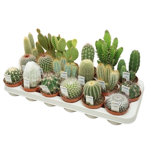 Cactus mix 8,5 cm met foto etiket