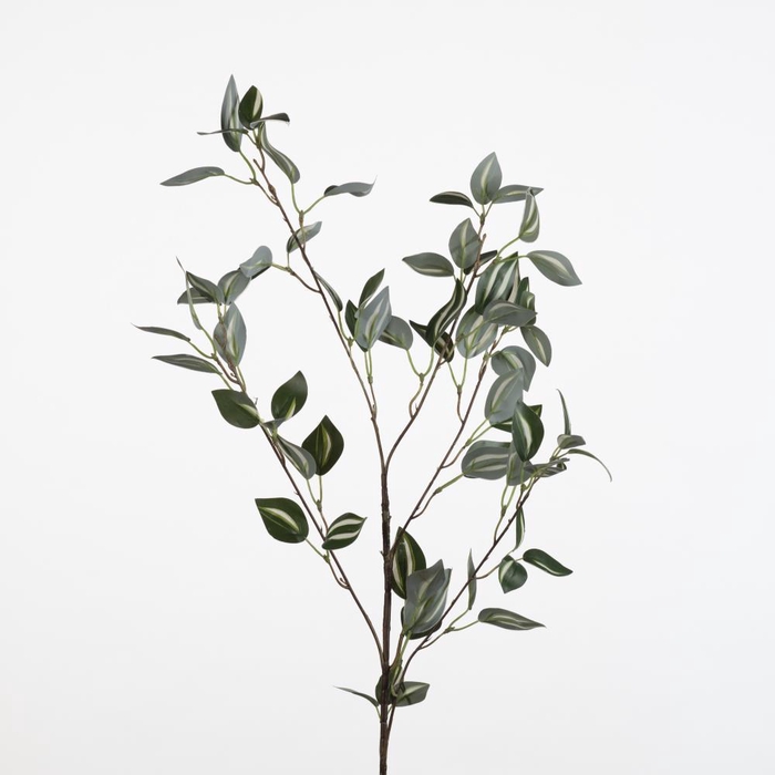 <h4>AF Tradescantia Zebr. Leaf L88</h4>