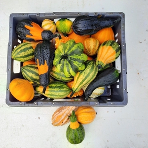 CUCURBITA