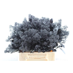 Skimmia Kl Zwart + Glitter