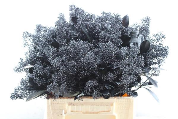 <h4>Skimmia Kl Zwart + Glitter</h4>