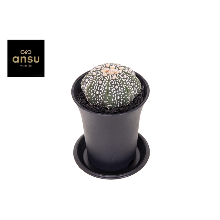 <h4>CACTUS OV</h4>