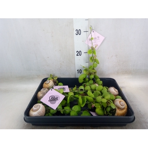 Arr.  Dischidia