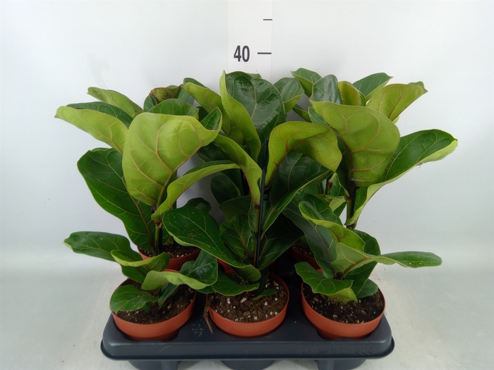 <h4>Ficus lyrata 'Bambino'</h4>