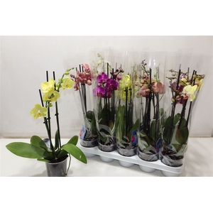Phal Gem