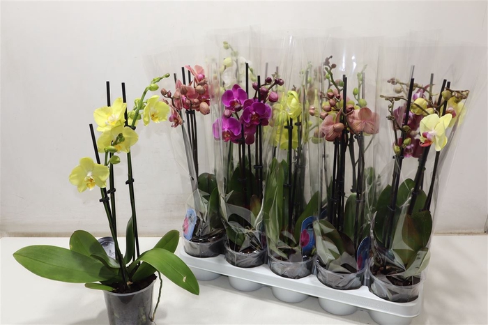 <h4>Phal Gem</h4>