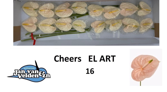 <h4>ANTH A CHEERS EL ART</h4>