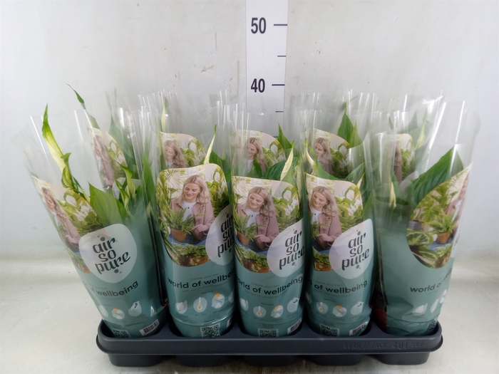 <h4>Spathiphyllum  'Torelli'</h4>