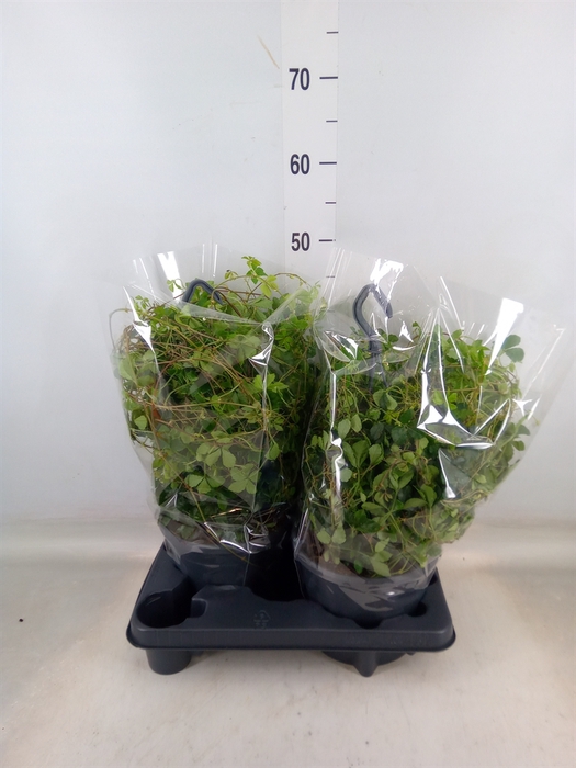 <h4>Parthenocissus  'Sugar Vine'</h4>