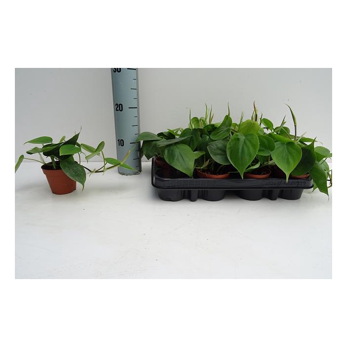 <h4>Philodendron Scandens 8,5Ø 15cm</h4>