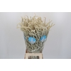 Amaranthus Yearming Desert