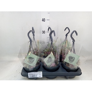 Ceropegia woodii ssp. woodii