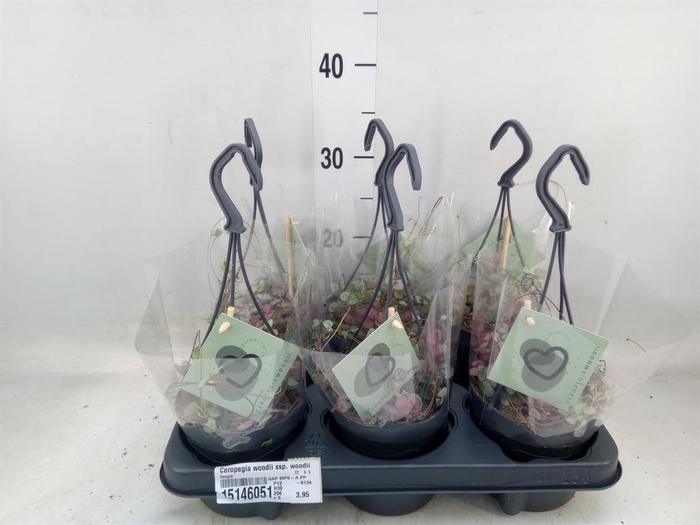 <h4>Ceropegia woodii ssp. woodii</h4>