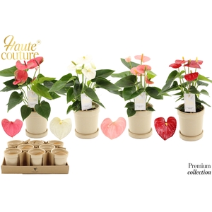 Anthurium 9 cm 4 color mix in Flowerpot Sand ceramics