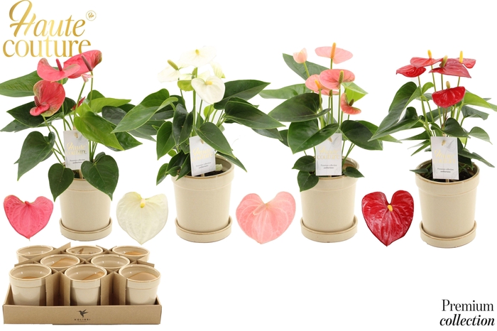 <h4>Anthurium 9 cm 4 color mix in Flowerpot Sand ceramics</h4>