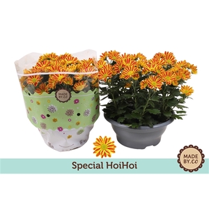Chrysant HoiHoi
