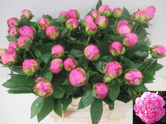 <h4>PAEO L ALEX FLEMING</h4>