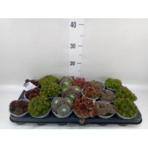 Sempervivum   ...mix