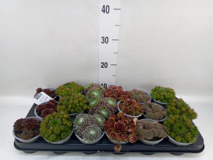 <h4>Sempervivum   ...mix</h4>