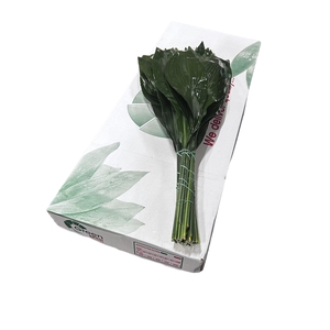 ASPIDISTRA 80 CM WHITE BOX