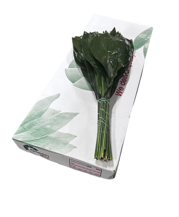 <h4>ASPIDISTRA 80 CM WHITE BOX</h4>