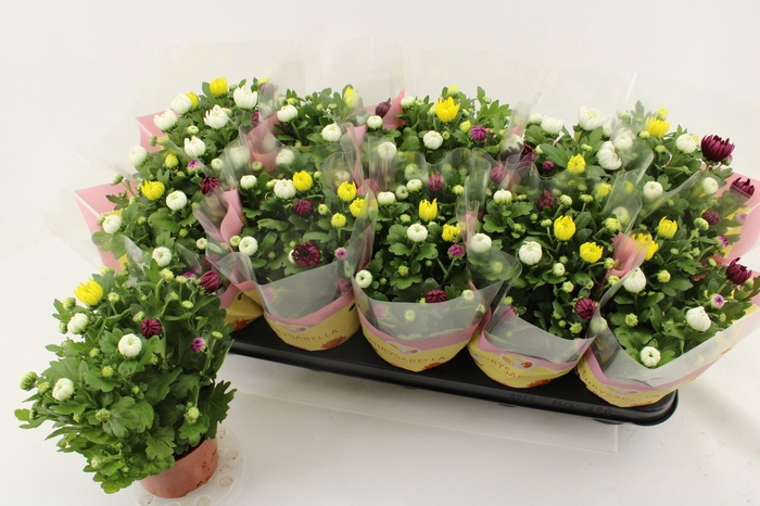 <h4>CHRYS GEM IN POT</h4>