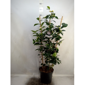 Camellia japonica