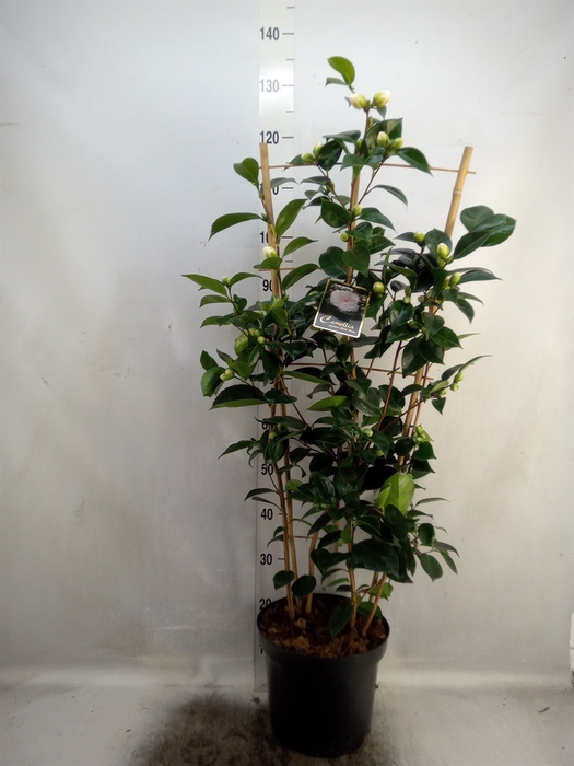 <h4>Camellia japonica</h4>