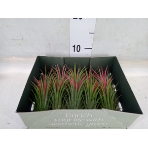 Tillandsia