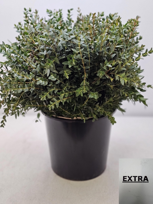 <h4>EUC PARVIFOLIA PER STEEL-IT-</h4>