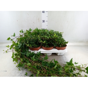 Hedera helix 'Shamrock'