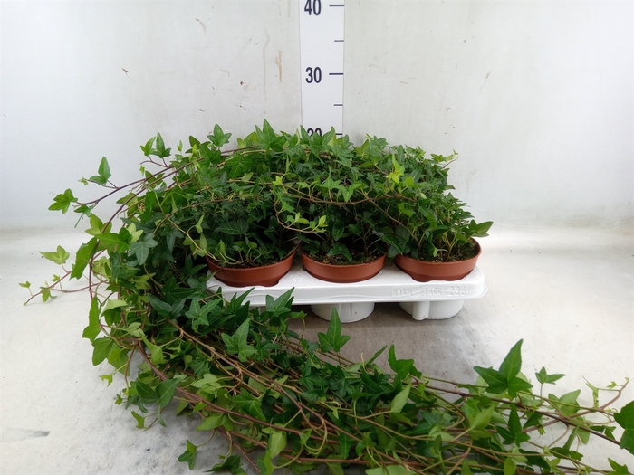 <h4>Hedera helix 'Shamrock'</h4>