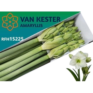 Hipp Ga Wh Sensation