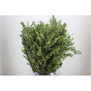 Buxus Green P Bunch