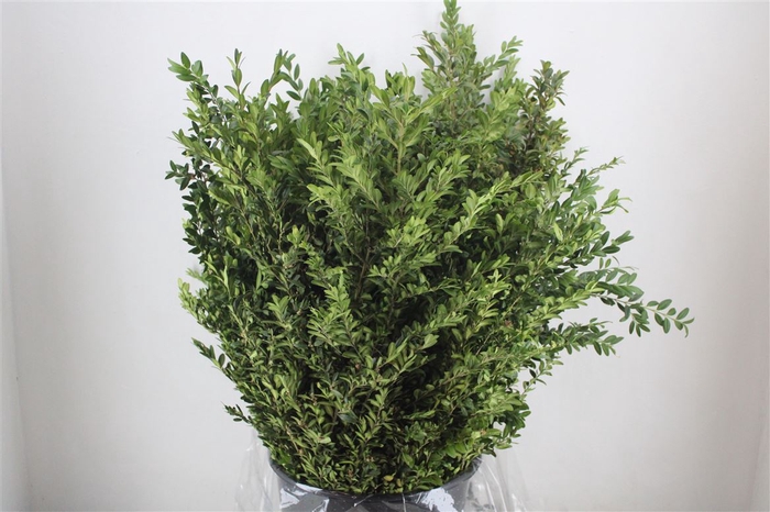 <h4>Buxus Green P Bunch</h4>