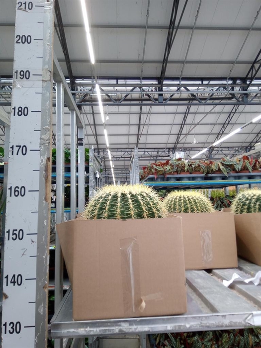 <h4>Echinocactus grusonii</h4>