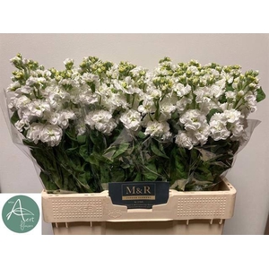 MATTH STOX WHITE