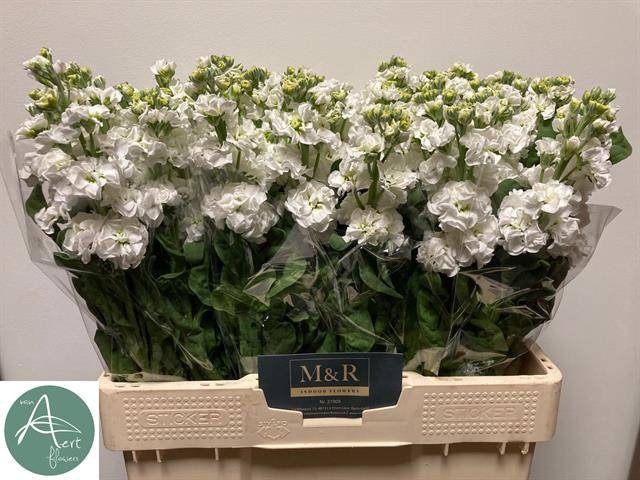 <h4>MATTH STOX WHITE</h4>