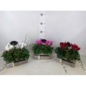 Arr.  Cyclamen L%