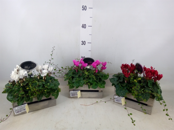 <h4>Arr.  Cyclamen L%</h4>