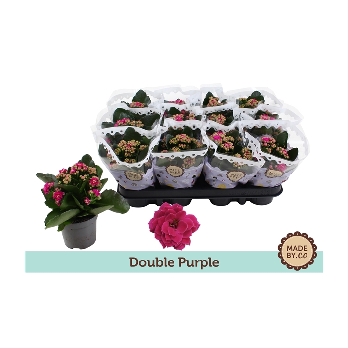 <h4>Kalanchoë Double Purple</h4>