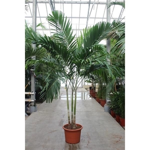 Veitchia merrillii 3pp