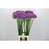 Allium Gladiator