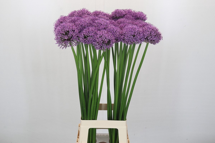 <h4>Allium Gladiator</h4>